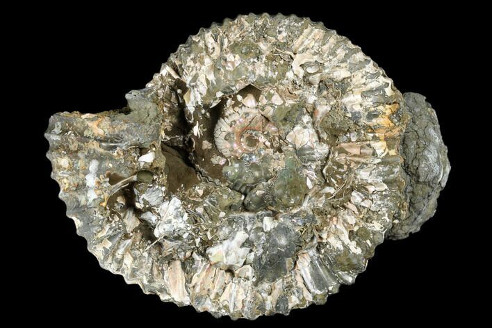 Iridescent, Pyritized Ammonite Fossil - Russia #181218